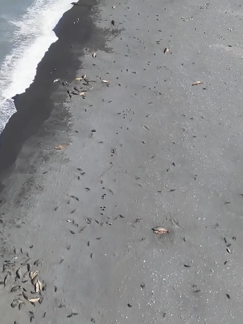 Drone footage shows extent of seal deaths on Australian island