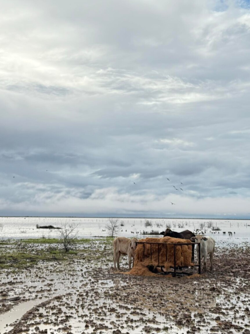 PM knocks back $94 million proposal to help flooded farmers restock