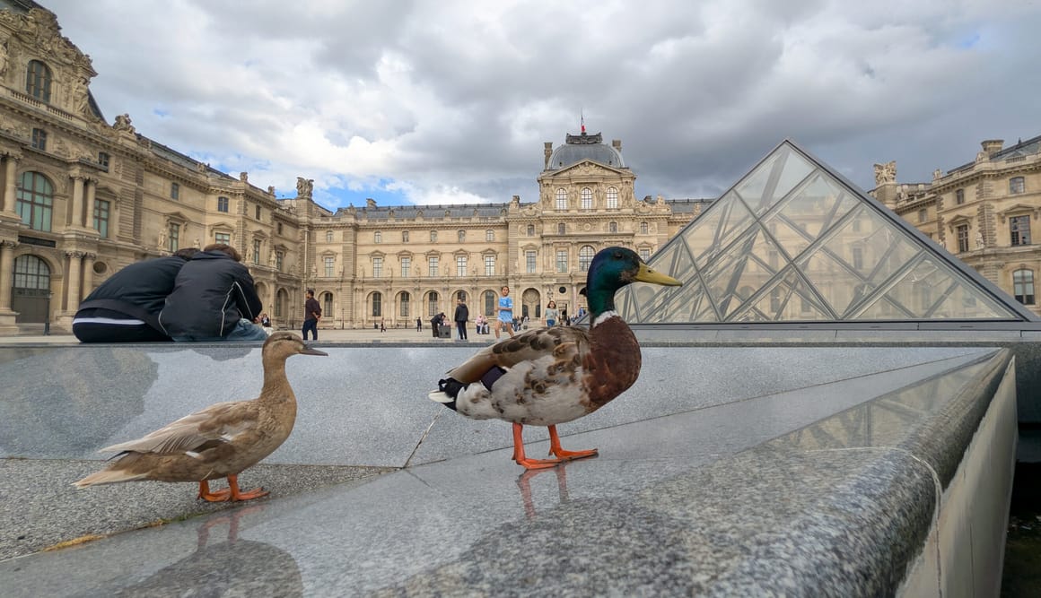 The EU is for the birds