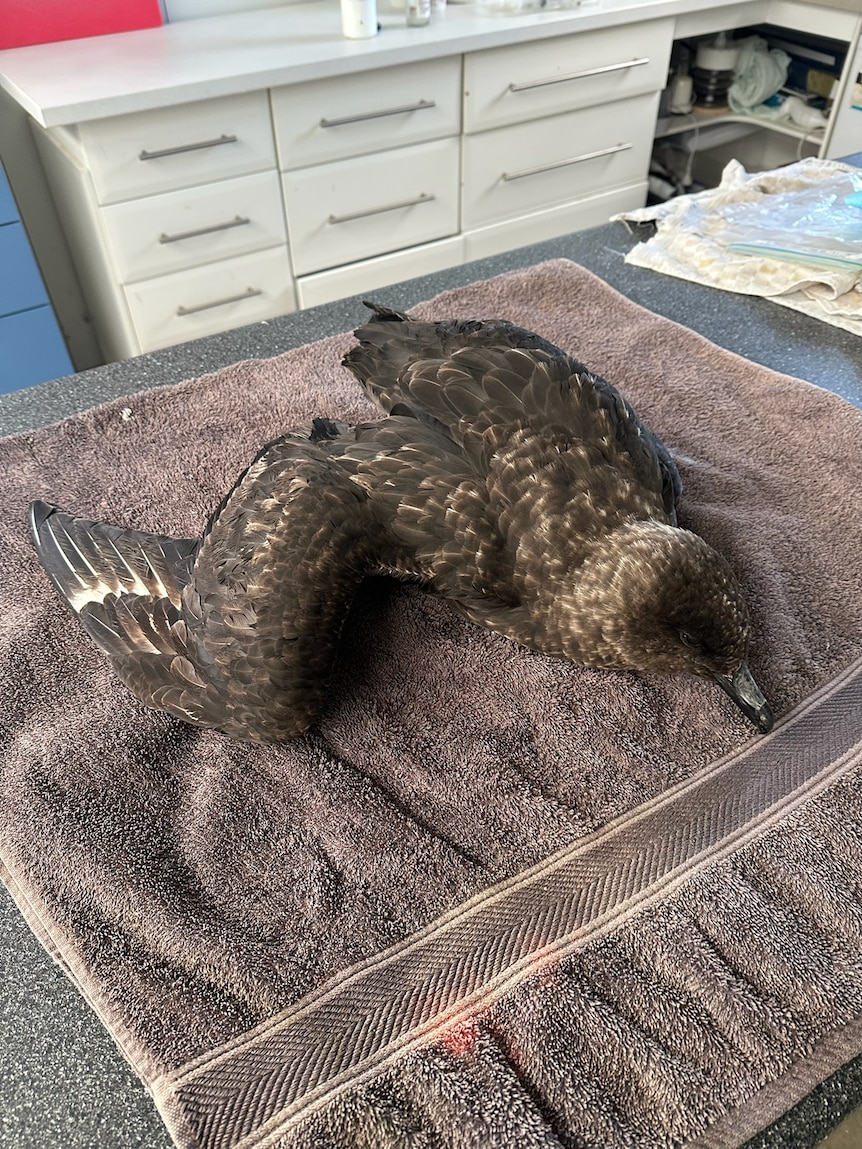 Bird flu could be catastrophic for nation’s vulnerable species, experts warn