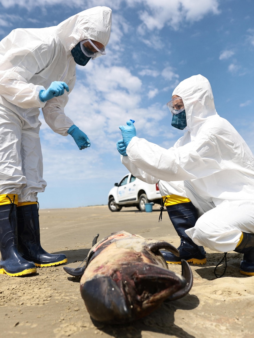 Why Australia’s first H5 bird flu case is ‘deeply concerning’