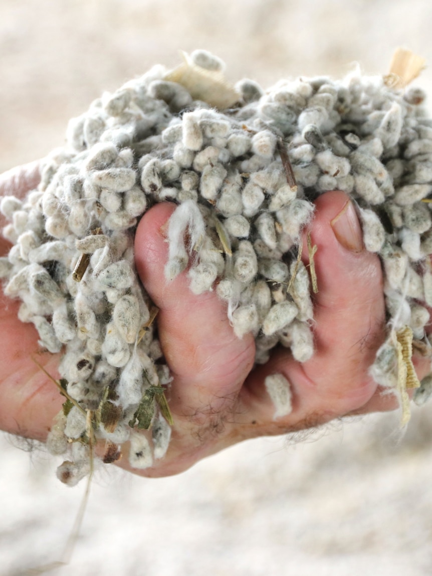 Farmers struggle to source popular cattle feed as dry conditions bite