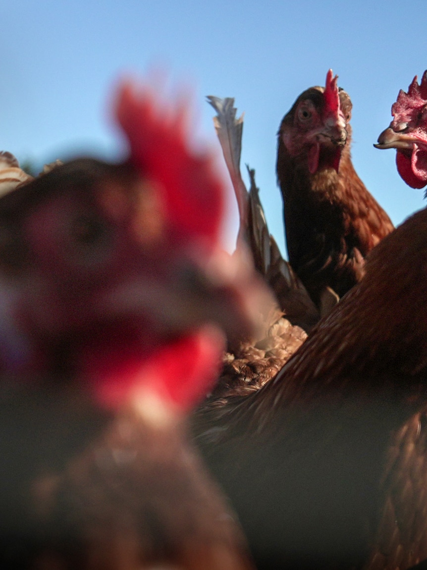 Bird flu detection ‘a distant concern’ for Victoria, industry says