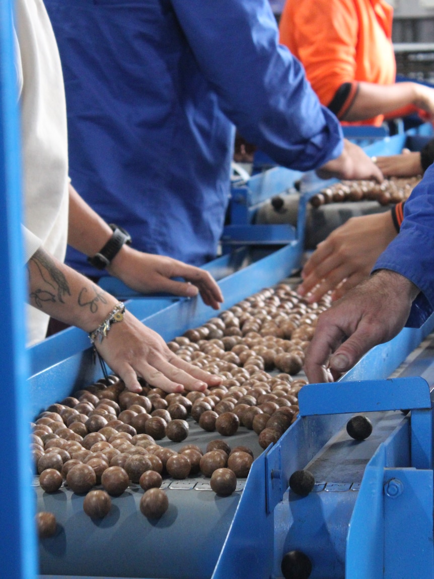 Macadamia orchard area expands up east coast, doubling in size