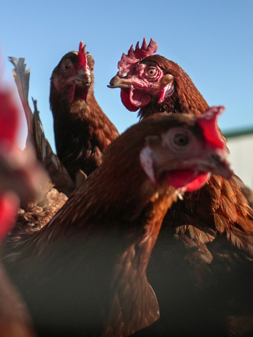 PNG reverses bird flu ban on Australian chicken and egg imports