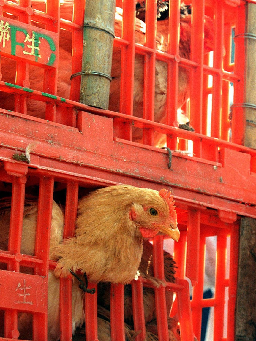 H5N1 emerged in Asia 30 years ago. Here’s what happened next