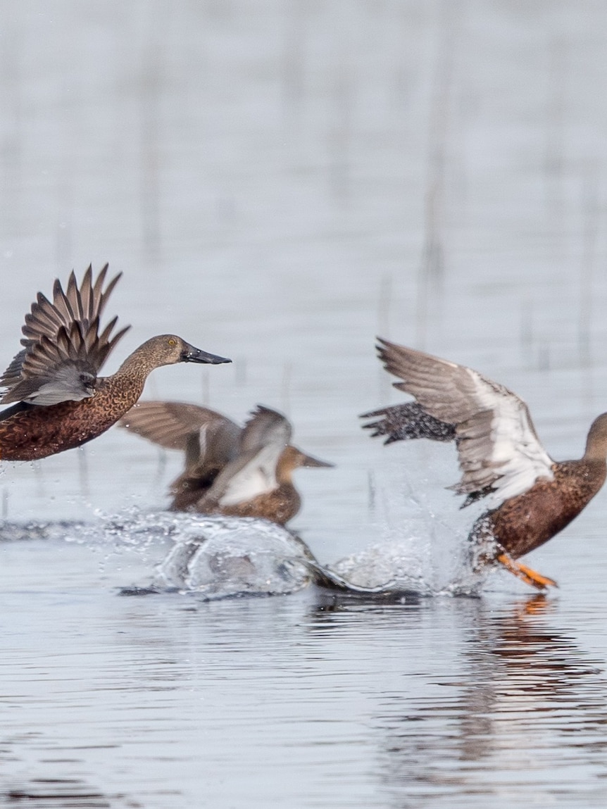 Australia’s 15 native duck species face new threat from deadly bird flu