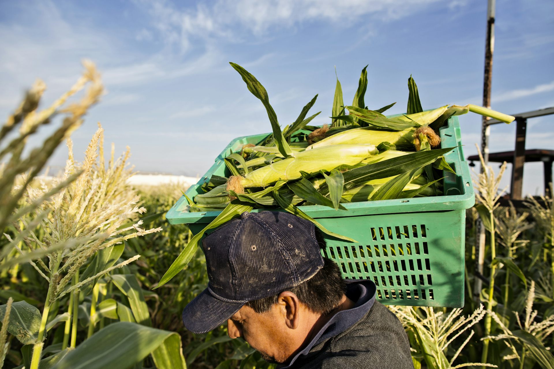 In deep‑red Idaho, even Republicans break with Trump on farm labor