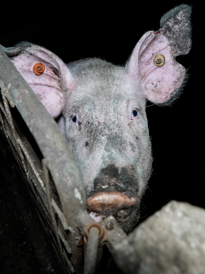 Animal cruelty charges laid a year on from piggery footage