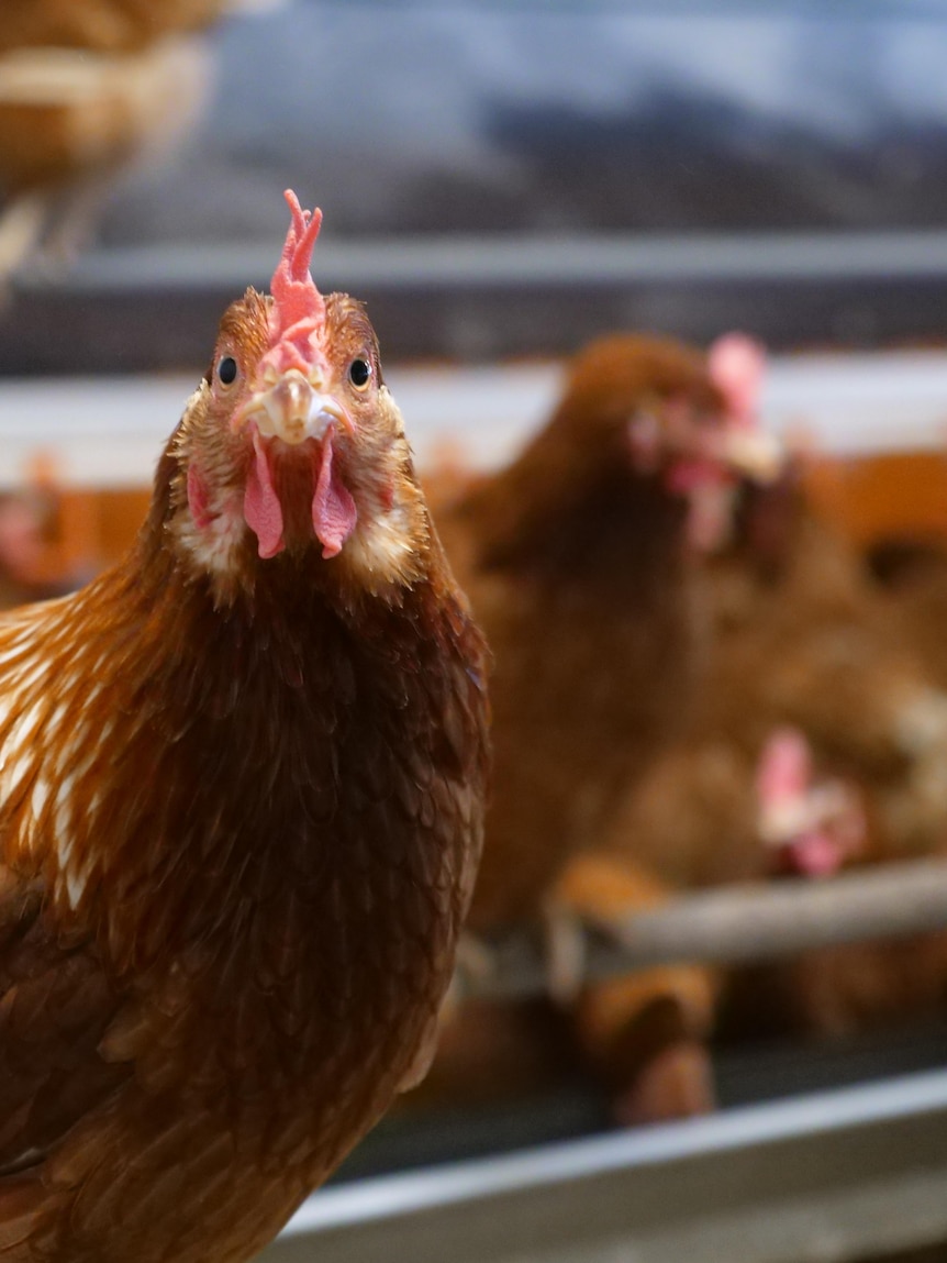 New bird flu advice for egg producers as testing continues