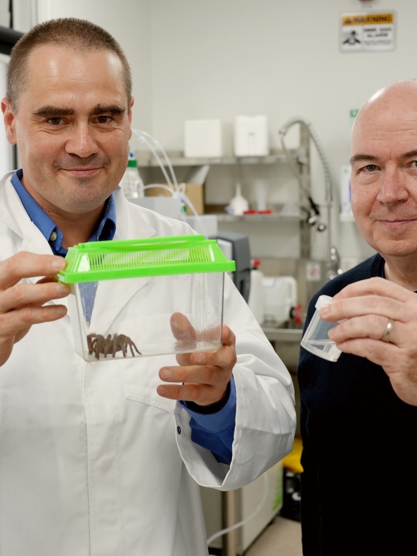 Spider venom spray could save Australia’s honey bees from varroa mites