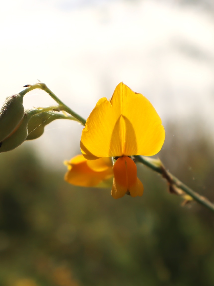 Golden flower cutting the cost of urea fertiliser for farmers