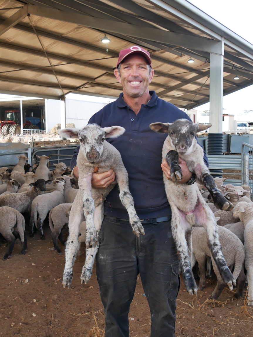 Farmer celebrates lamb birth boom as twins and triplets thrive