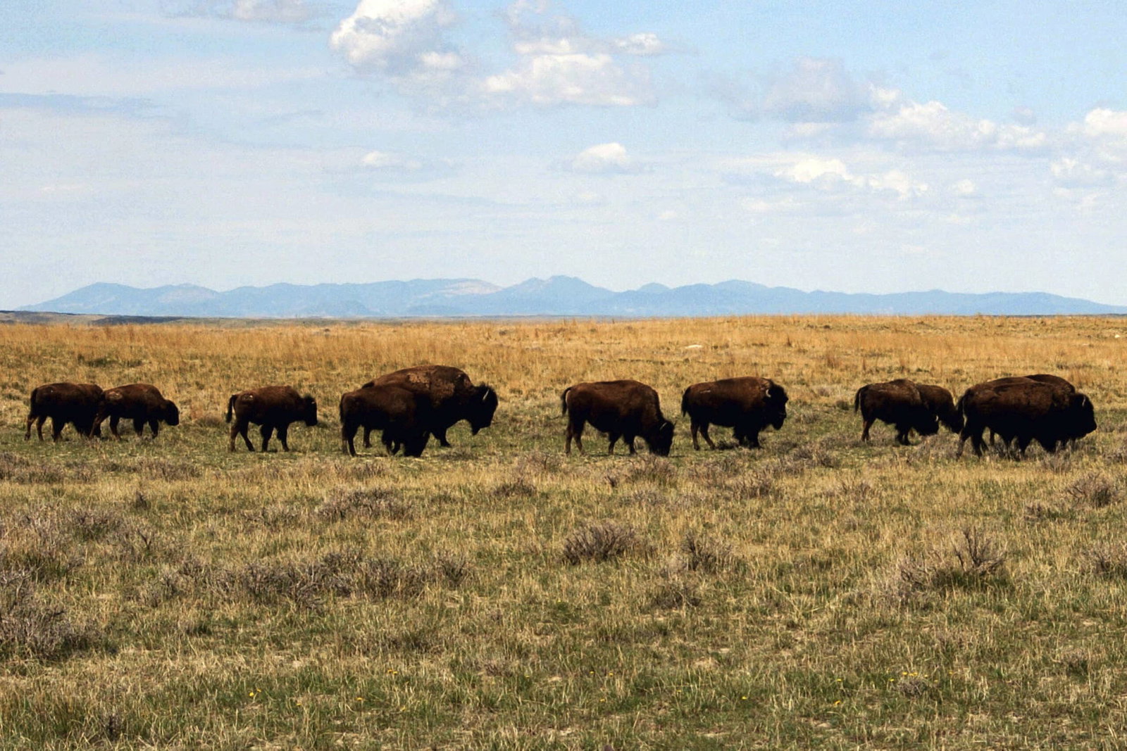 Ranchers Eye Return to the ‘Reagan Years’
