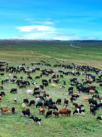 Sale of Tasmania’s biggest farm to UK pine plantation investor approved