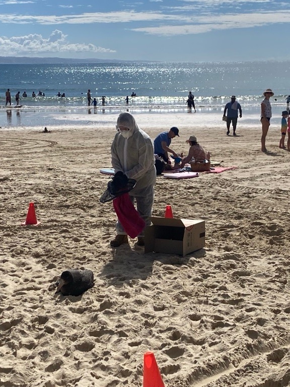 Giant petrel found on Noosa beach tests negative for bird flu