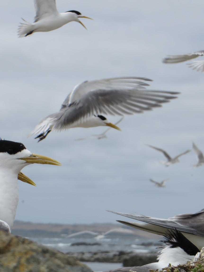 Bird flu detection training to be rolled out to volunteers