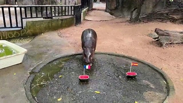 Pygmy hippo in Thailand predicts France vs Argentina World Cup final