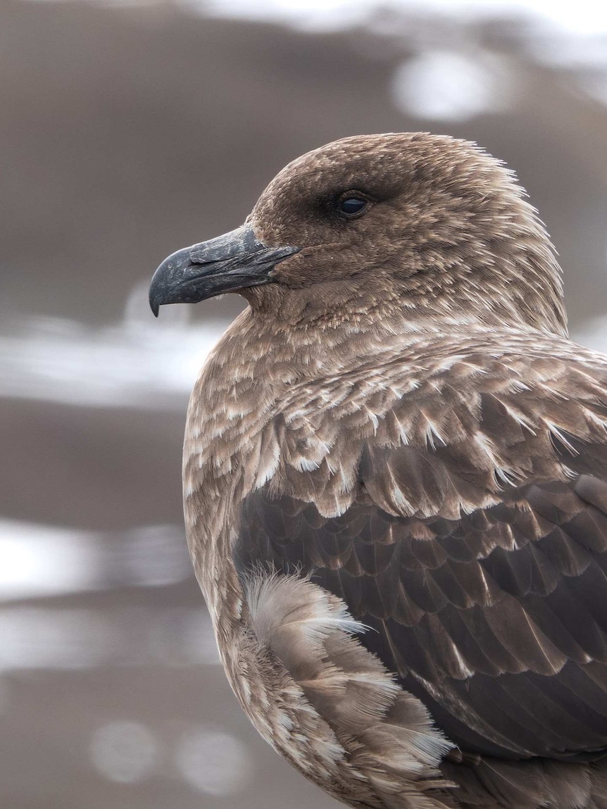 New Zealand reports first H5N1 bird flu case