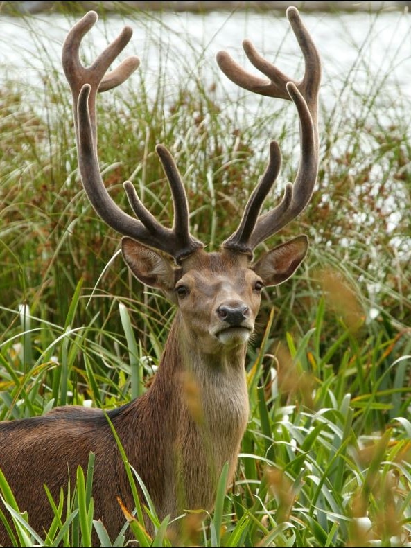 Feral deer almost eradicated around two towns despite ‘gunship’ cull controversy