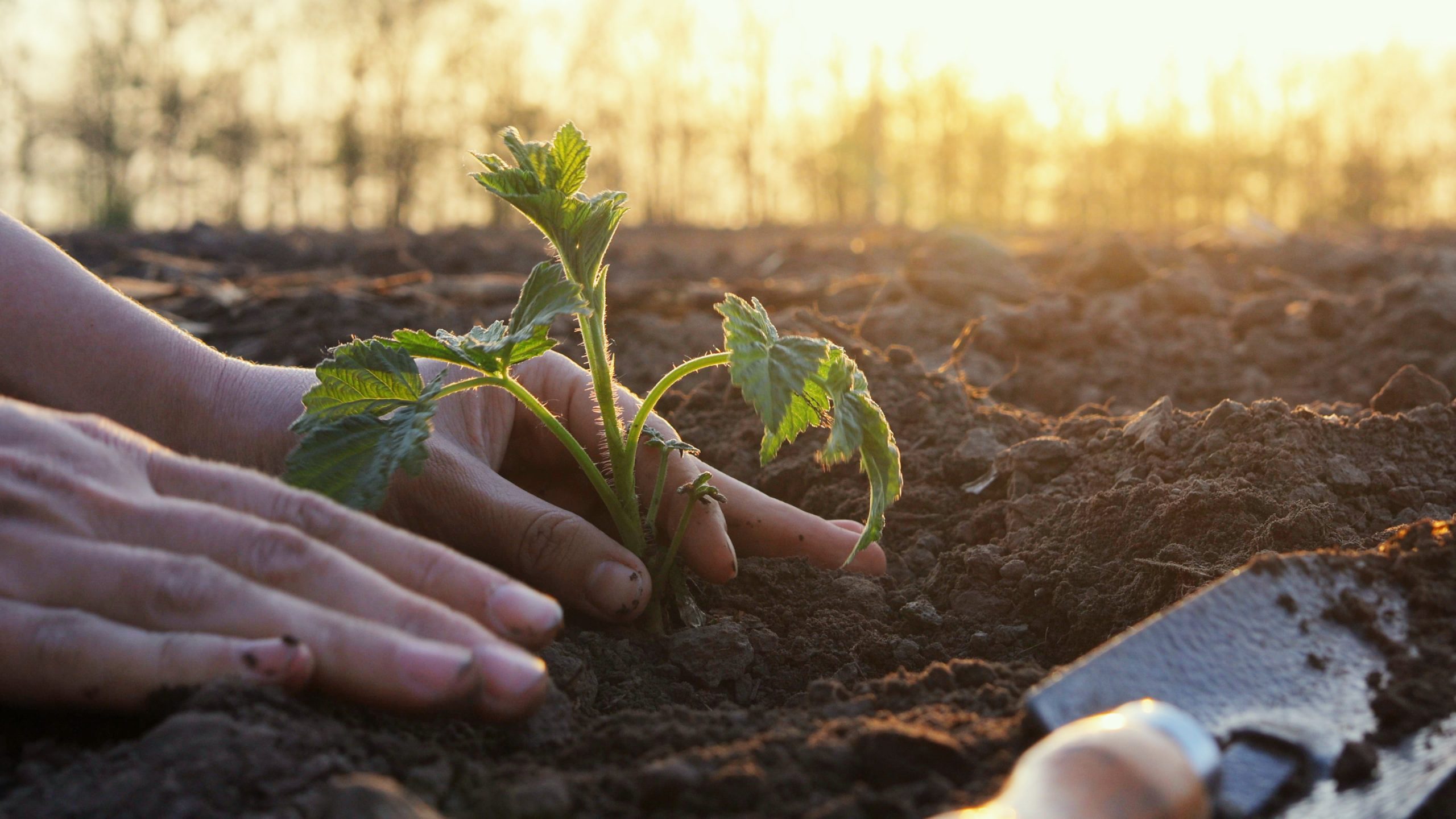 5 things F&B needs to know about the Regenerating Together framework