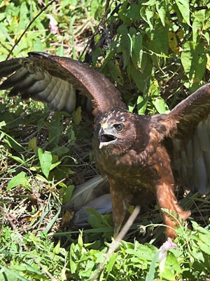 NZ detects first case of bird flu in native bird