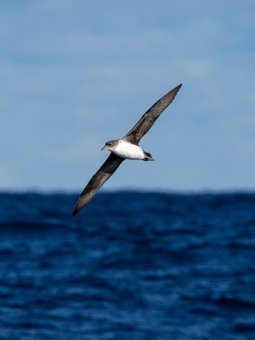 Sub-Antarctic petrels spotted live off NSW coast for first time