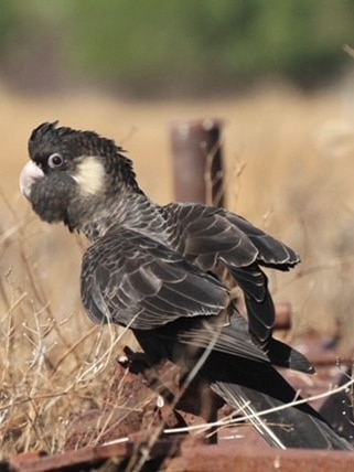 Endangered cockatoos feeding on ‘chemical cocktail’ in WA’s Wheatbelt
