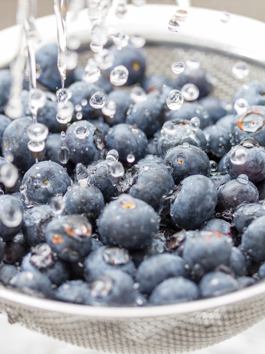 Fight erupts over 500-fold increase of ‘forever chemical’ on berries