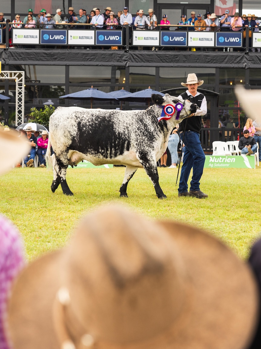 Tourism body criticises ‘disgusting price gouging’ for beef expo beds