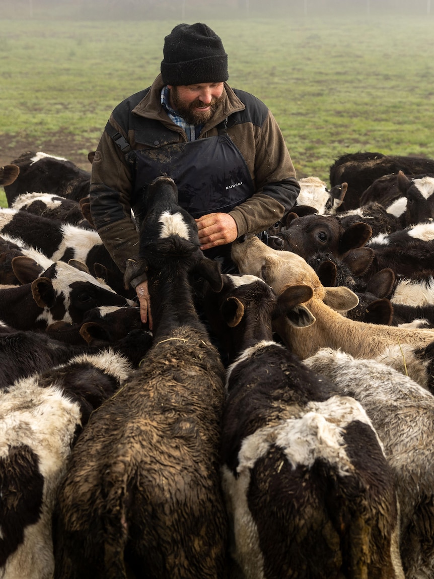 Fast food key to farmers making more with their dairy calves
