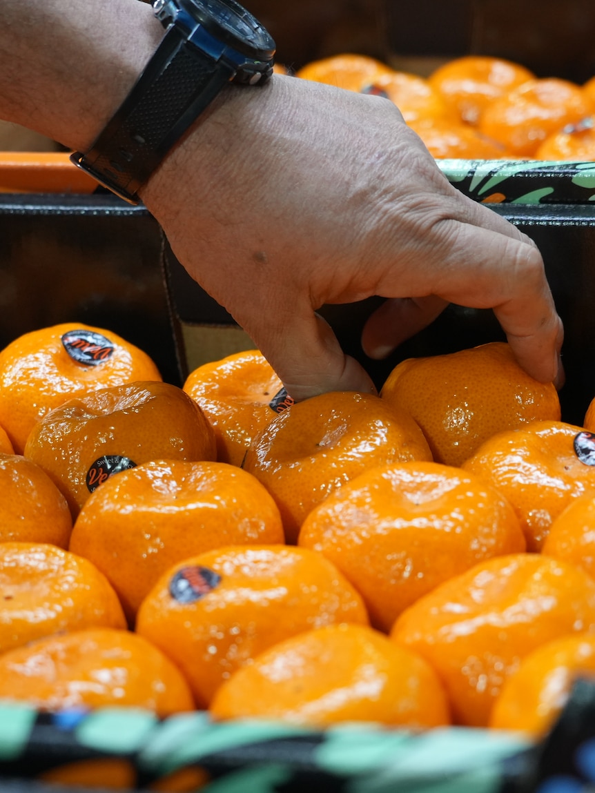 Mandarin and orange supply down in SA amid extreme weather