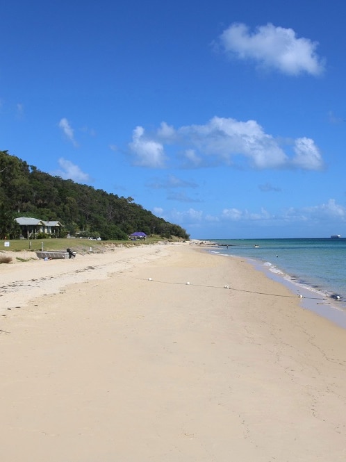 H5 bird flu confirmed in wild seabird found at Moreton Island
