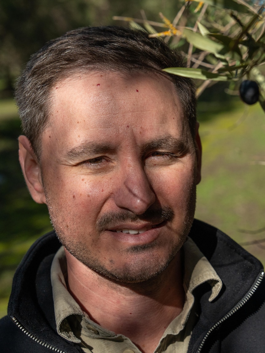 Olive industry ‘buzzing’ as diets fuel demand, farmers diversify
