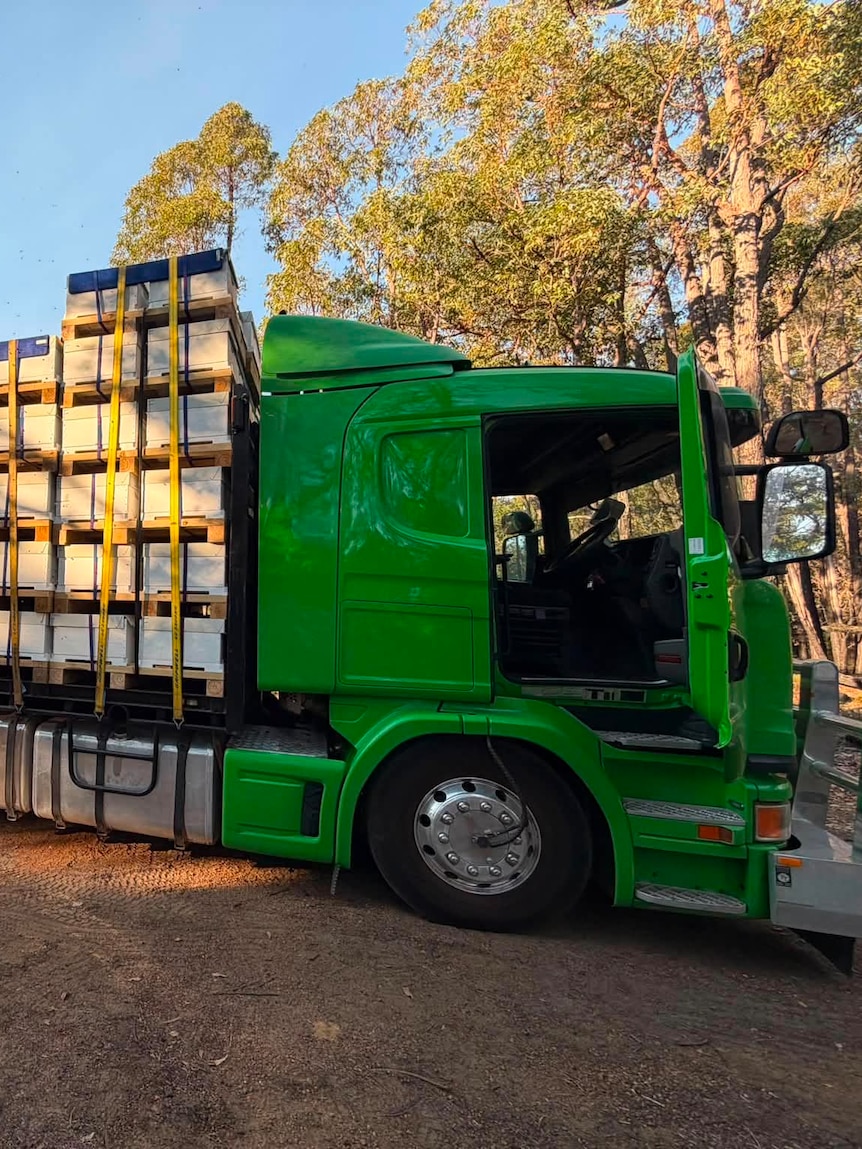 Millions of WA bees trucked across Nullarbor to save South Australian almonds