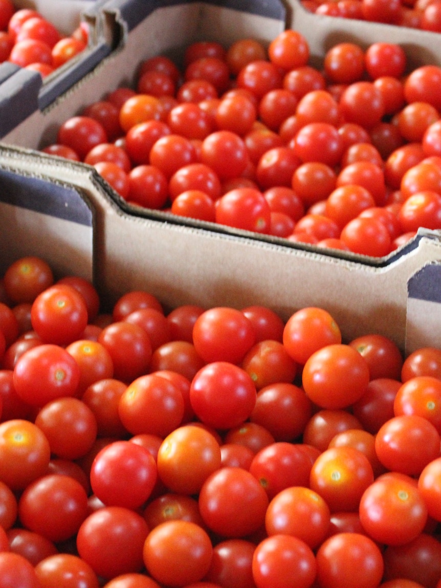 Farmers kept planting as the war raged and now they are paying for it