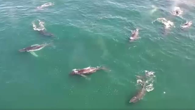 Supergroup humback whale sightings on the increase in South Africa