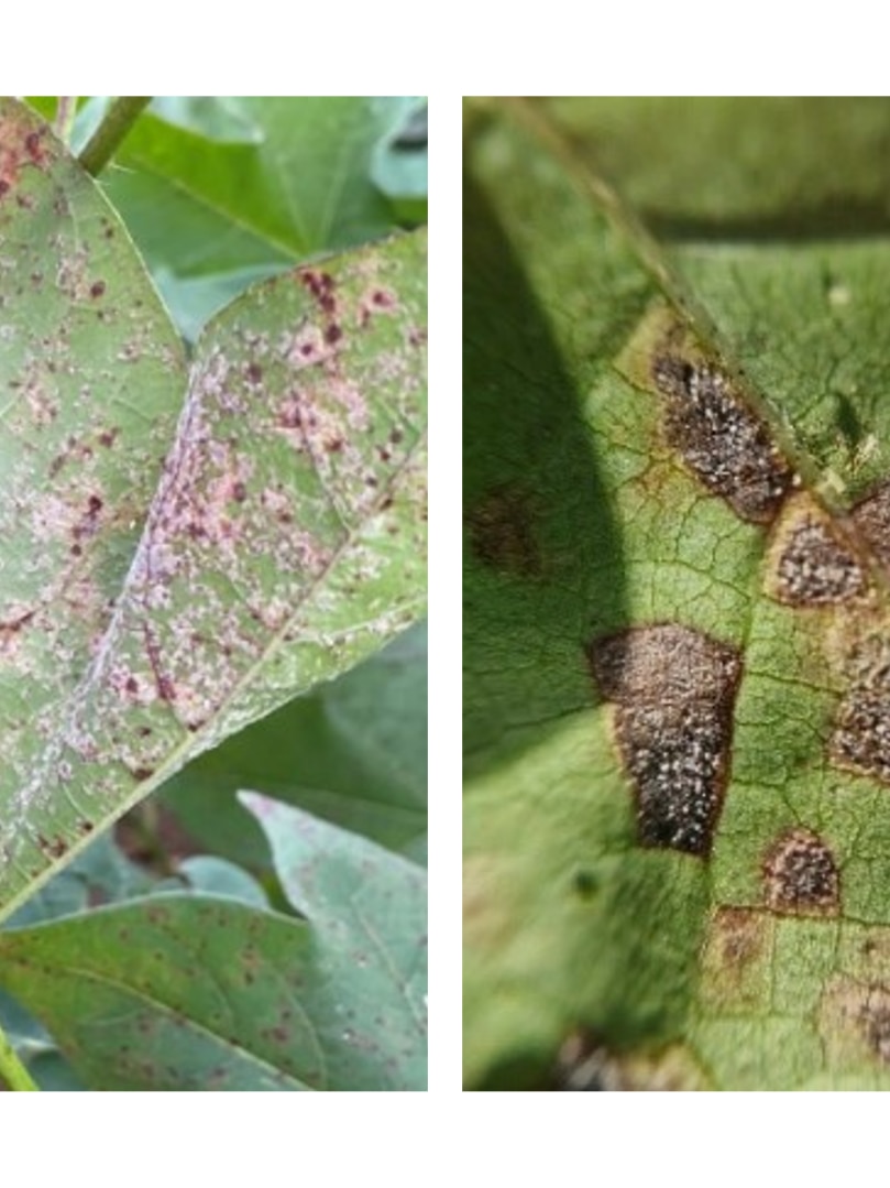 Cotton growers race to treat leaf disease after mysterious arrival