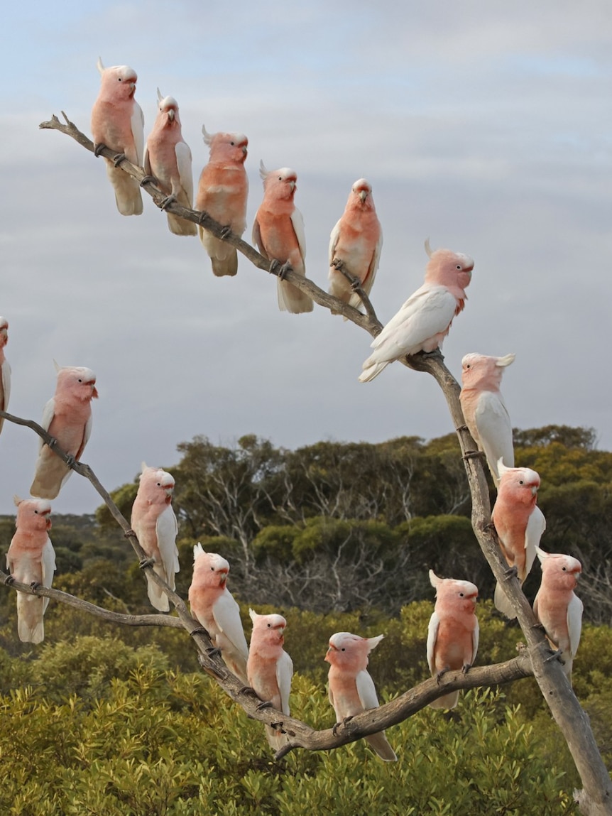 Key bird observatory shut for months before avian flu detection