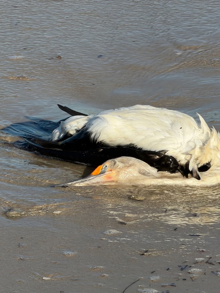 Volunteers say hotline told them to collect dead bird against government advice
