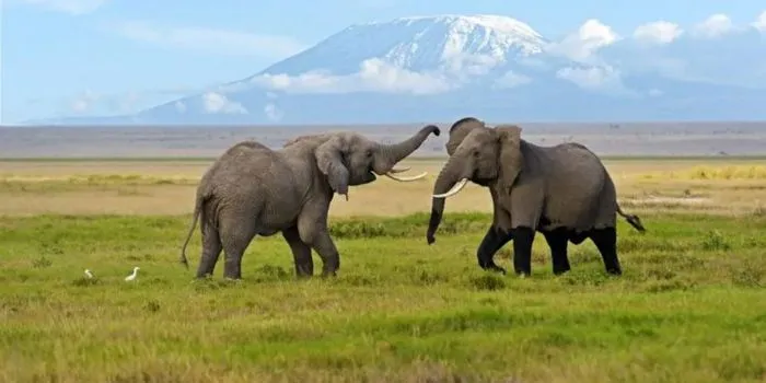 Breakthrough in Amboseli Elephant Deaths Probe as KWS Issues Update