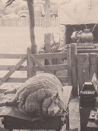 1,000kg of CSIRO archives on Australia’s wool history returned