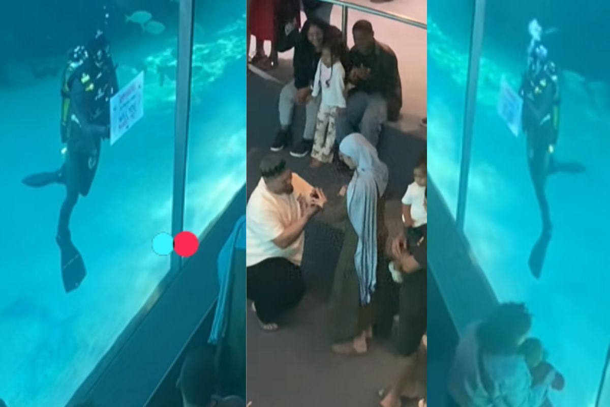 WATCH: Romantic aquarium proposal in Cape Town sparks internet hunt for happy couple
