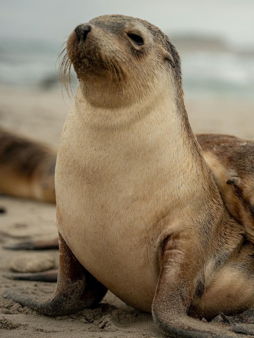 Kangaroo Island’s seal population under threat from H5 bird flu
