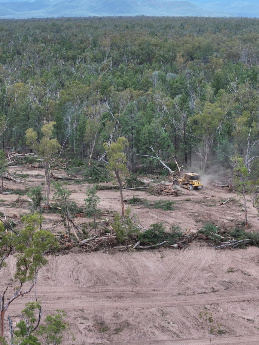 Code that deems native plants ‘invasive’ sparks clearing fears