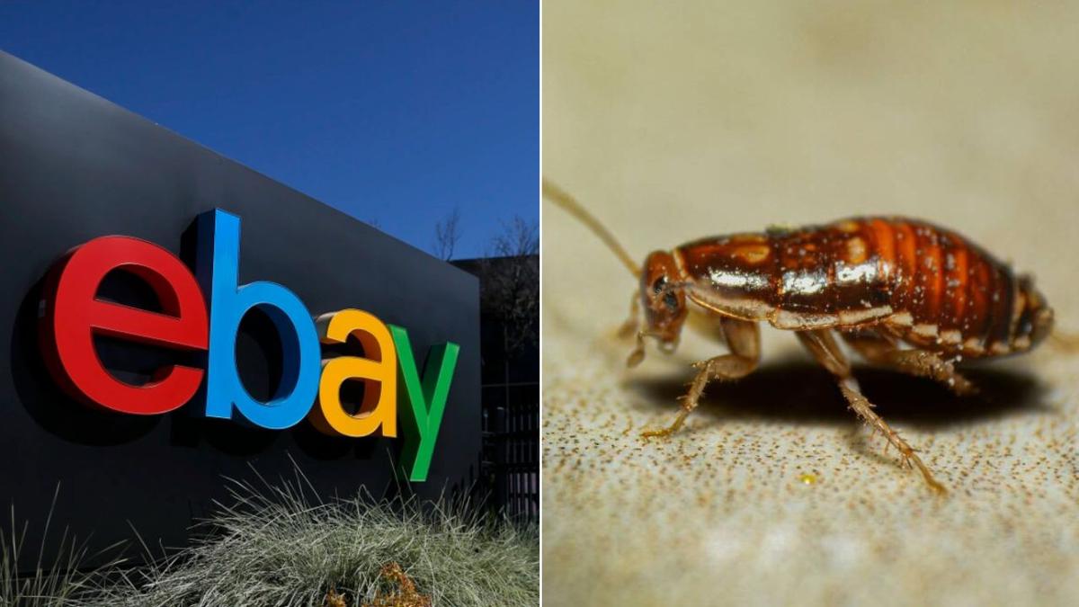 EBay agrees to pay $71 million to couple who were sent live cockroaches, bloody pig mask