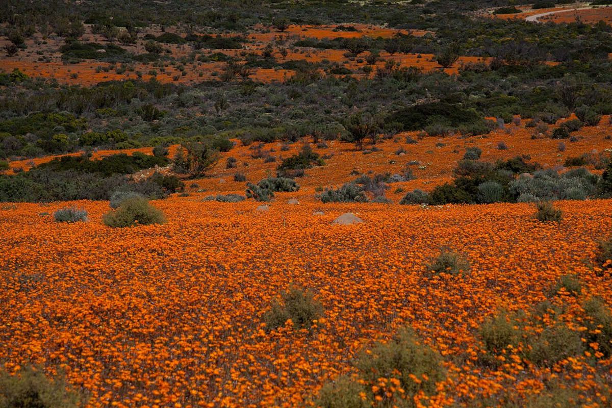 Namaqua National Park in full colour as wildflower season blooms