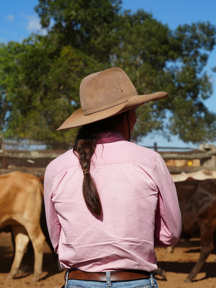 Pregnant wagyu cows and calves worth $200,000 stolen from station