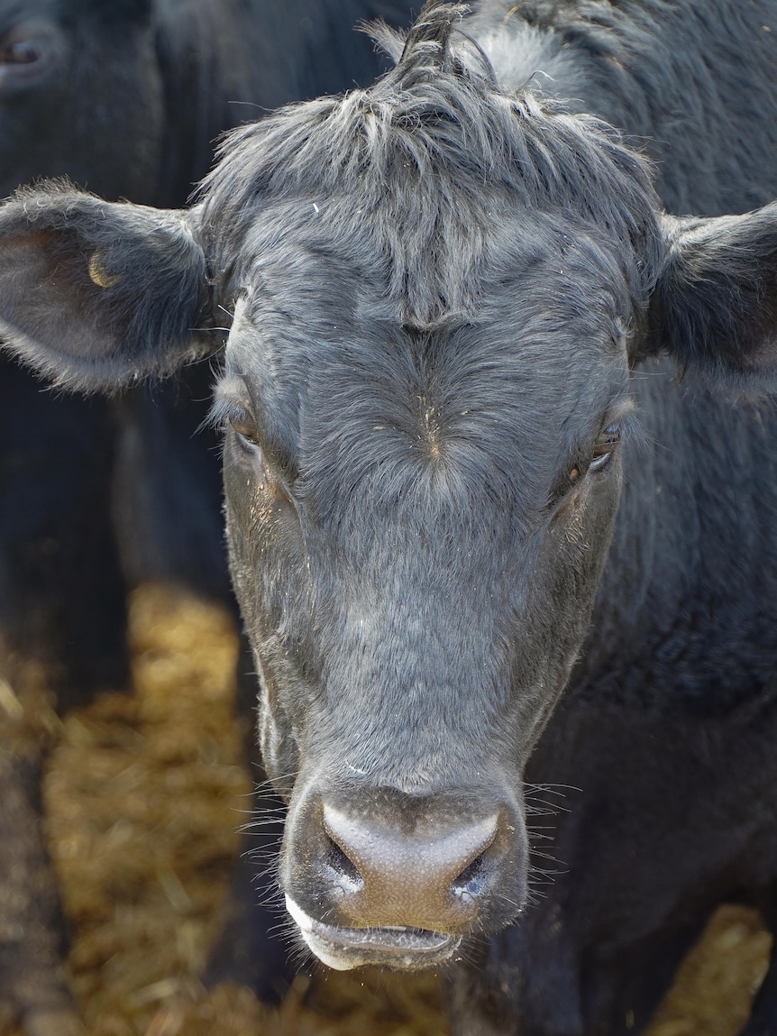 Cattle sale in Alice Springs nets $7m as market surges