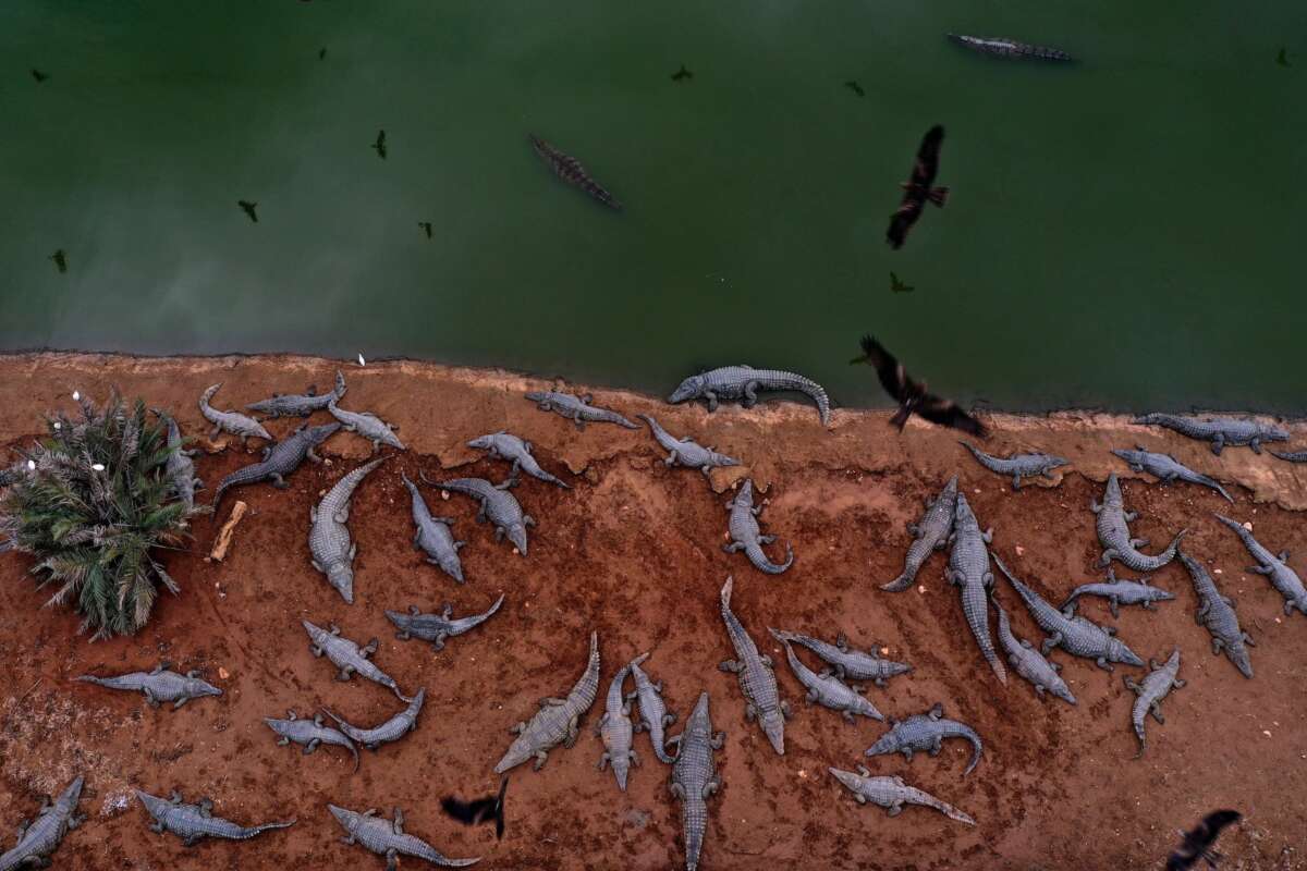 Israeli Plan for Crocodile Moat for Prison for Palestinians Blocked for Animal Welfare